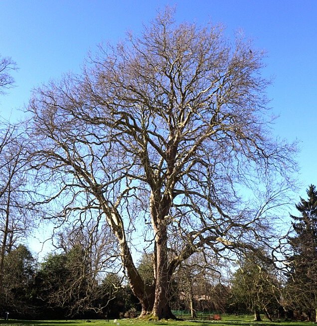 large historic tree