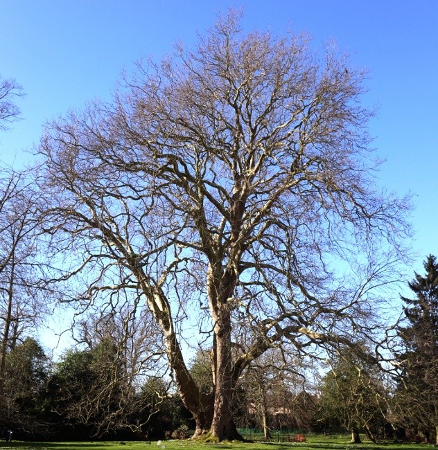 The Great London Plane of Ely in East Cambridgeshire, UK. Photo Prof. Talbot